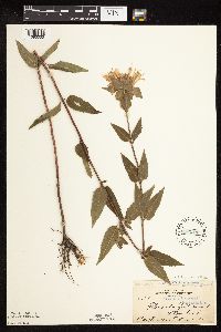 Monarda fistulosa image