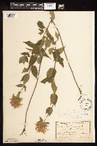 Monarda fistulosa image