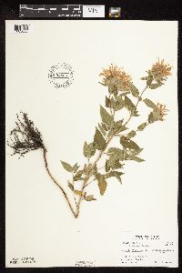Monarda fistulosa image