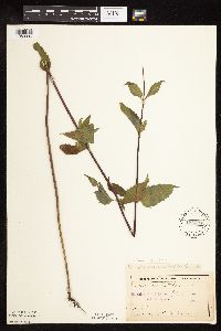 Monarda fistulosa image