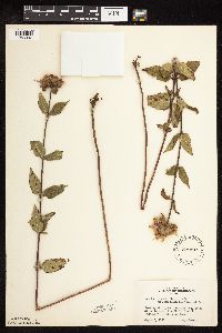 Monarda fistulosa image