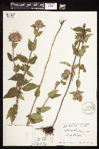 Monarda fistulosa image