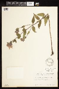 Monarda fistulosa image