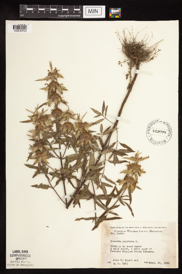Monarda punctata var. villicaulis image