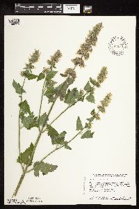Nepeta cataria image