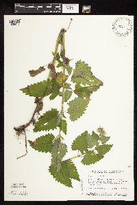 Nepeta cataria image