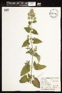 Nepeta cataria image