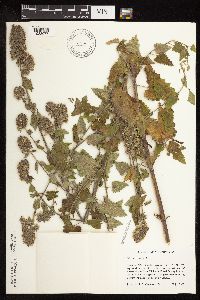 Nepeta cataria image