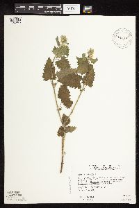 Nepeta cataria image