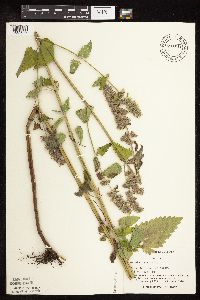 Nepeta cataria image