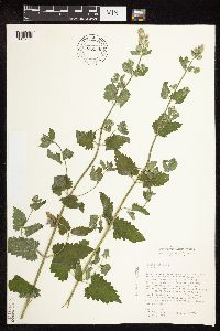 Nepeta cataria image