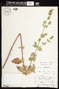 Nepeta cataria image