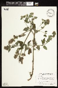 Nepeta cataria image