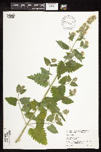 Nepeta cataria image