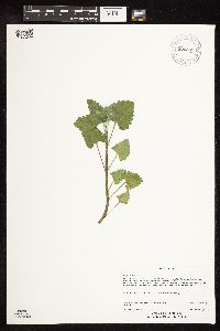 Nepeta cataria image