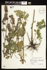 Nepeta cataria image