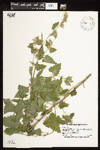 Nepeta cataria image