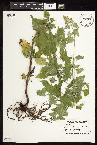 Nepeta cataria image