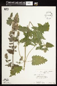 Nepeta cataria image