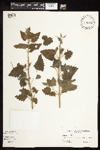 Nepeta cataria image