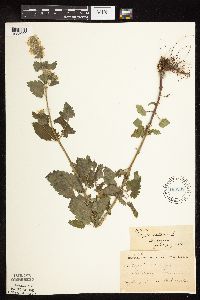 Nepeta cataria image