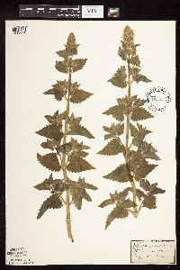 Nepeta cataria image