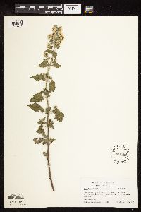 Nepeta cataria image