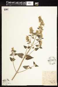 Nepeta cataria image