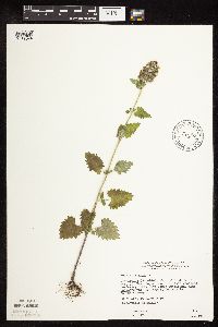 Nepeta cataria image