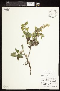 Nepeta cataria image