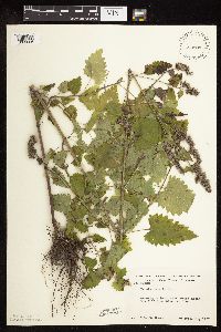 Nepeta cataria image