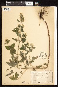 Nepeta cataria image