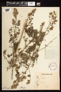 Nepeta cataria image