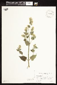 Nepeta cataria image