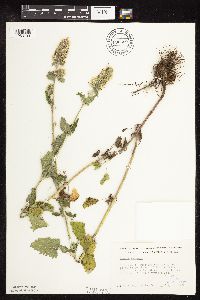 Nepeta cataria image