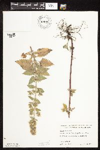 Nepeta cataria image