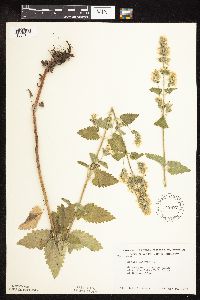 Nepeta cataria image