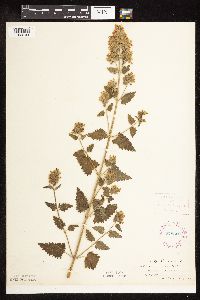 Nepeta cataria image