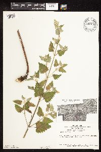 Nepeta cataria image
