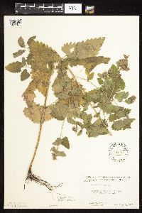 Nepeta cataria image