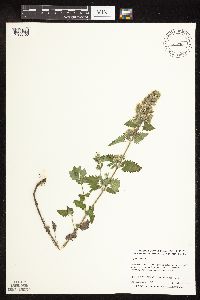 Nepeta cataria image