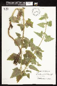 Nepeta cataria image