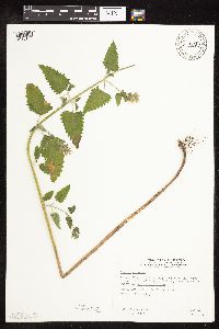 Nepeta cataria image