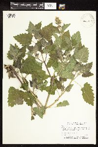 Nepeta cataria image