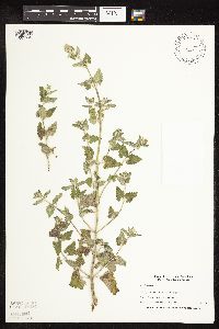 Nepeta cataria image