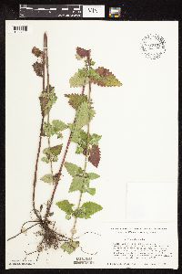 Nepeta cataria image