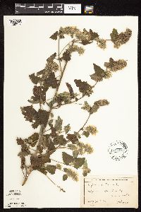 Nepeta cataria image