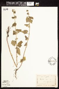 Nepeta cataria image