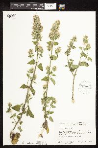 Nepeta cataria image