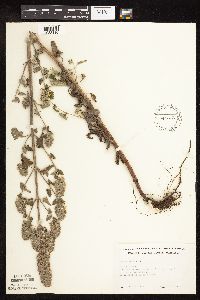 Nepeta cataria image